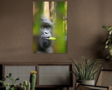 Portret van een berggorilla in bamboebos in Oeganda van Krijn van der Giessen