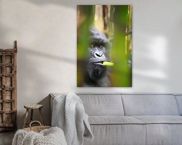 Portret van een berggorilla in bamboebos in Oeganda van Krijn van der Giessen