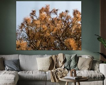Brown buds of a spruce by Martijn Tilroe