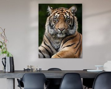 Closeup van een tijger die recht in de camera kijkt van Patrick van Bakkum