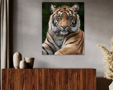 Closeup van een tijger die recht in de camera kijkt van Patrick van Bakkum