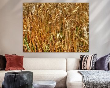 Grain ears 1