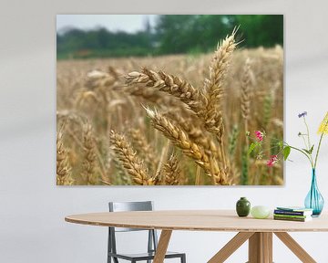 Grain ears 2