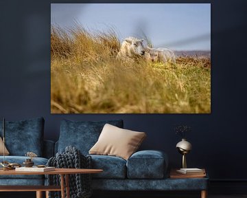 Ewe with lamb in the dunes on Sylt by Christian Müringer