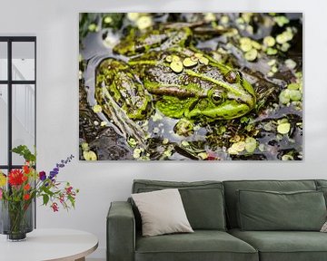 Frog in duckweed by Frans Blok