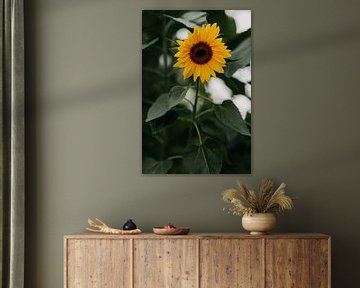 Zonnebloem, prachtige zomerse gele bloem met een groene achtergrond | foto print | fotografie