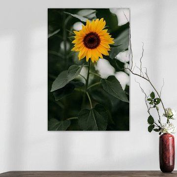 Sunflower, beautiful summer yellow flower with a green background | photo print | photography