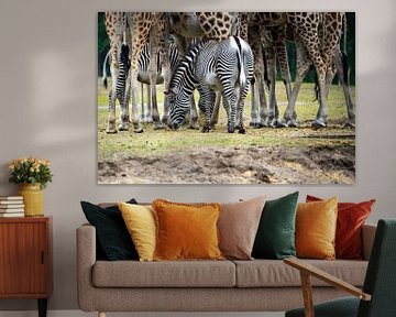 Zebra tussen giraffes van gwen van Mossevelde