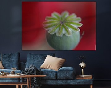 Poppyhead