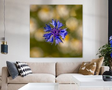 Cornflower