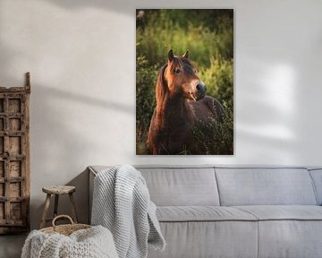 Exmoor pony van Desiree de Vries