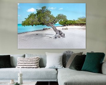 Divi divi tree on Aruba in the Caribbean Sea by Eye on You