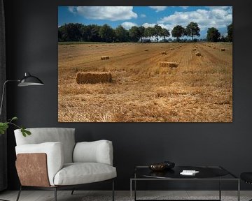 Le champ de céréales de Drenthe fauché