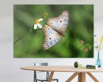 Un papillon au Mexique sur Berg Photostore