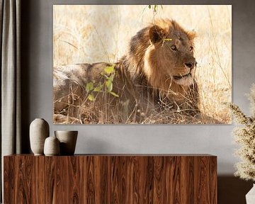 Le lion mâle sur GoWildGoNaturepictures