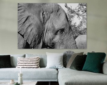 Elephant by GoWildGoNaturepictures