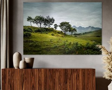 Bäume in Schottland von Freddy Hoevers