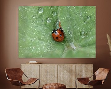 Ladybug by Arjo van Timmeren