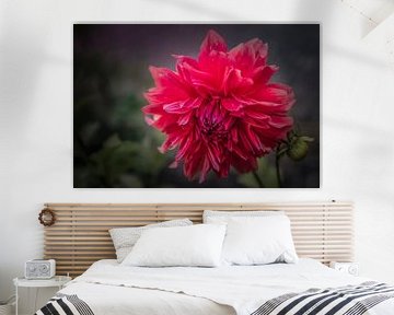 Dahlia rood