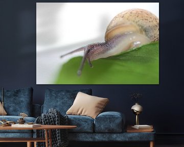 Schnecke auf einem Blatt von Bärbel Severens