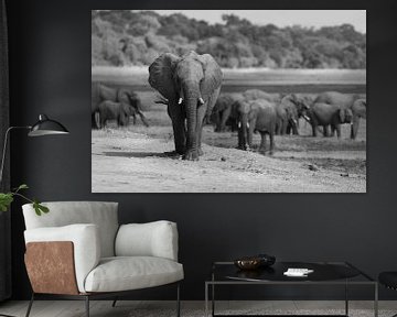 Olifantengroep in Botswana van GoWildGoNaturepictures