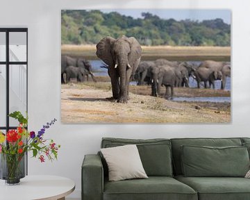 Olifanten van Chobe van GoWildGoNaturepictures