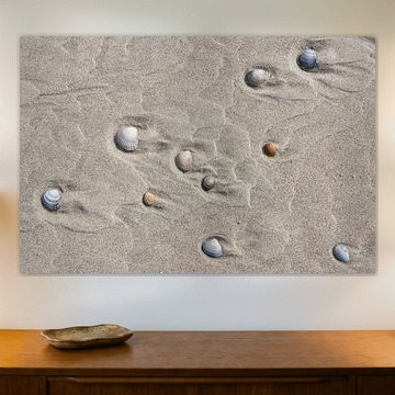 Coquillages sur la plage de Vlieland