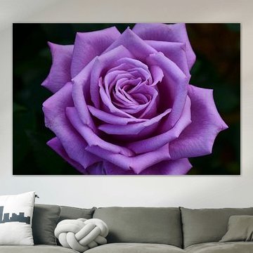 purple rose Mamy Blue