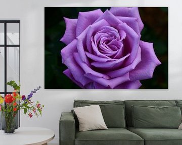 paarse roos Mamy Blue van C. Nass