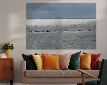 Zee, zeehonden en zon van Bart Houx