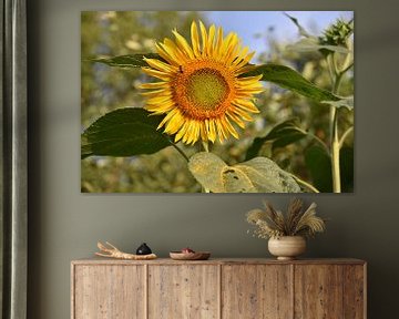 A flowering sunflower by Tjamme Vis