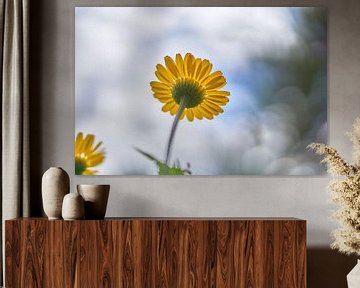 Gelbes Gänseblümchen mit Bokeh-Hintergrund von Ad Jekel