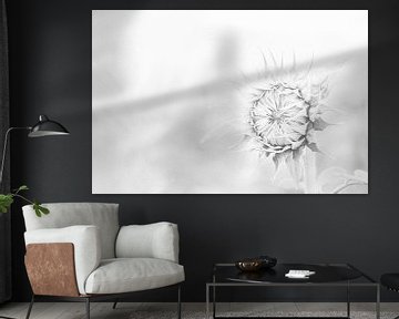 Sonnenblume in schwarz-weiß von Nicky Kapel