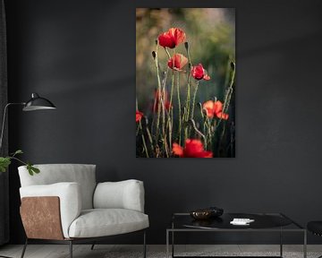 Rode klaprozen in het avondlicht / poppy papaver van KB Design & Photography (Karen Brouwer)