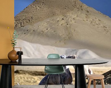 Whippets in het zand