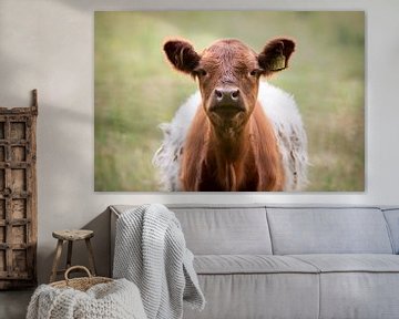Hi! Jonge nieuwsgierige bruine Belted Galloway koe (soort Lakenvelder) rund (Schots) van KB Design & Photography (Karen Brouwer)