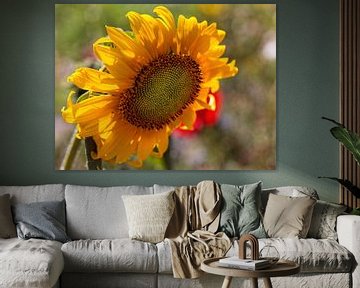 Sonnenblume von Rob Boon