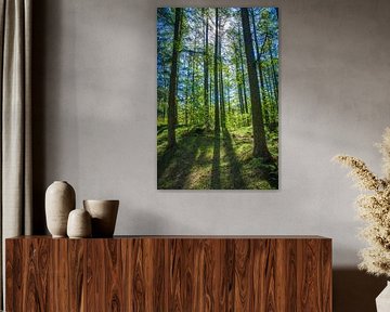 The forest through the trees
