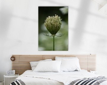 Bulbe de carotte sauvage (Daucus Carota) sur KB Design & Photography (Karen Brouwer)