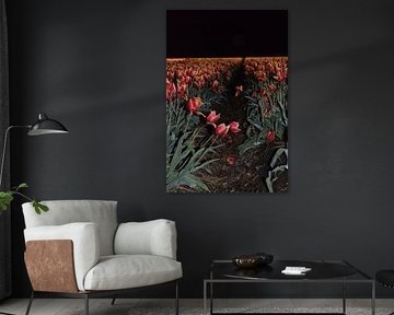 Tulipes