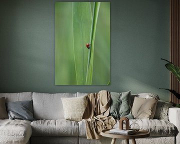 Ladybug by Yana Koolen
