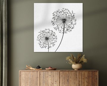 Dandelion, illustration, sketch, black and white by Color Square