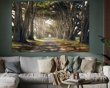 Cypress Tree Tunnel van Loris Photography