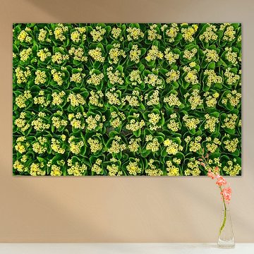 Kleurrijk bouquet van kalanchoes in tuinbouwkas