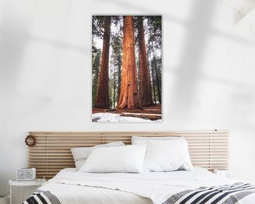 De koning onder de Sequoia's van Joris Pannemans - Loris Photography