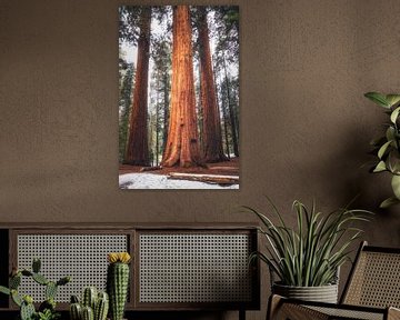 De koning onder de Sequoia's van Loris Photography
