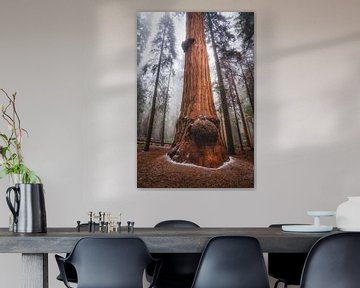 Het mistige Sequoia woud van Loris Photography