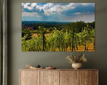 Vineyard, Wijngaardberg, Belgium by Nynke Altenburg