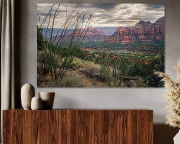 Arizona's Ocotillo van Joris Pannemans - Loris Photography