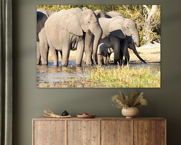The elephants of the Okavango